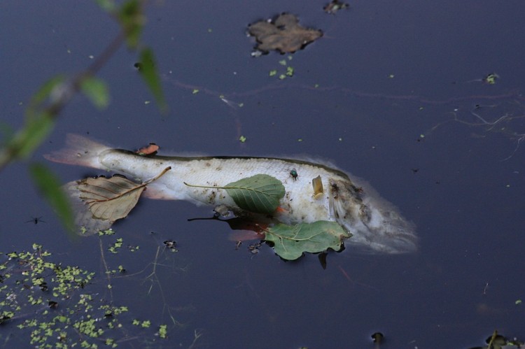 Upał i burze przyczyną śnięcia ryb w kanale wodnym w Ząbrowie?
